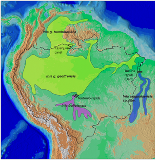 Illustration for article titled New species of river dolphin discovered in Brazil